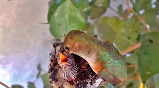 ハチドリの巣。 ライブ ウェブカメラ La Verne オンライン