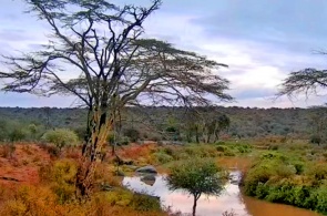 アフリカの川。 Laikipiaウェブカメラ