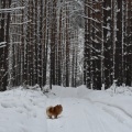 忘れられない冬の旅を提供するトップ5シベリアコーナー