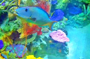 熱帯魚のいる水族館。 ロングビーチのウェブカメラ