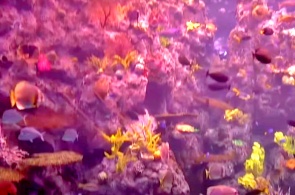 太平洋の熱帯リーフ水族館。 ロングビーチのウェブカメラ