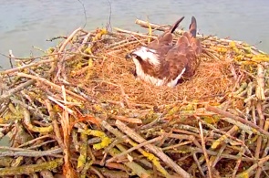ミサゴの巣のウェブカメラ。 ウェブカメラ ラトランド