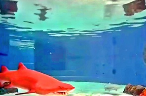 サメのラグーン。 ロングビーチのウェブカメラ