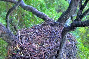 シーイーグルの巣。 シドニーのウェブカメラ